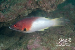Bodianus axillaris