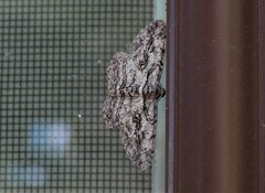 Anavitrinella pampinaria