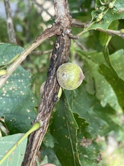 Disholcaspis quercusmamma