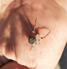Larinioides ixobolus