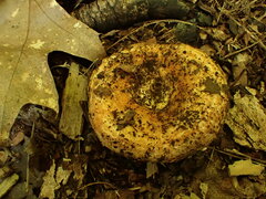 Lactarius psammicola psammicola