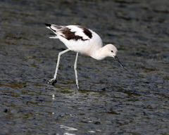 Recurvirostra americana