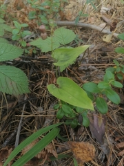 Maianthemum bifolium