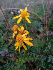 Jacobaea abrotanifolia
