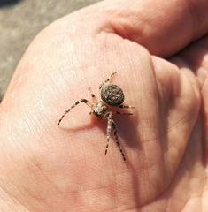 Larinioides ixobolus