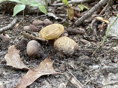 Pseudoboletus parasiticus