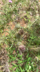 Cirsium discolor