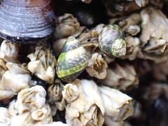 Littorina