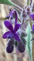 Trichostema laxum