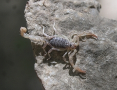Paruroctonus silvestrii