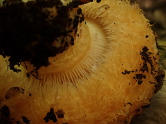 Lactarius psammicola psammicola