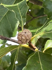 Andricus quercusstrobilanus