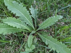 Cirsium pumilum