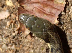 Thamnophis hammondii