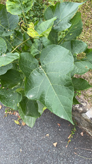 Catalpa bignonioides