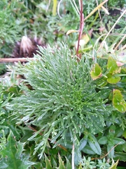 Jacobaea abrotanifolia