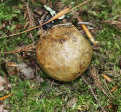 Amphibolips quercusinanis