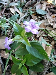 Ruellia erythropus