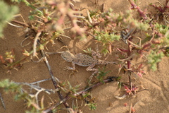 Phrynocephalus guttatus