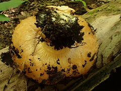 Lactarius psammicola psammicola
