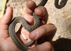 Thamnophis hammondii