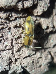Aeolus mellillus