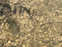 Micropterus salmoides