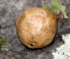 Amphibolips quercusinanis