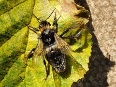 Bombus