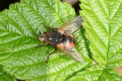 Tachina fera