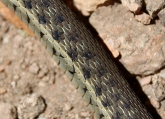 Thamnophis hammondii