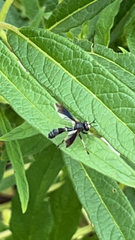 Physocephala tibialis