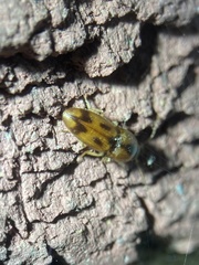 Aeolus mellillus