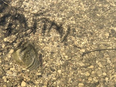 Micropterus salmoides