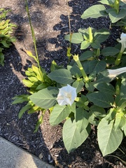 Datura