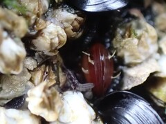 Mytilidae