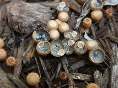 Cyathus striatus