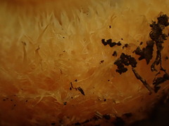 Lactarius psammicola psammicola