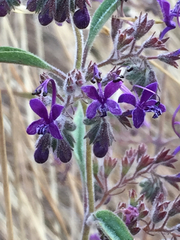 Trichostema laxum