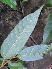 Ficus sarmentosa