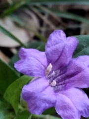 Ruellia erythropus