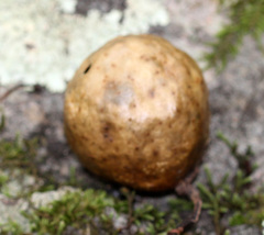 Amphibolips quercusinanis