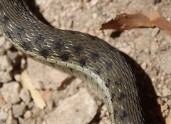Thamnophis hammondii