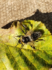 Bombus