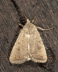 Caradrina montana