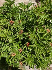 Sambucus racemosa
