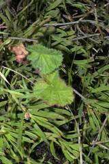 Pelargonium althaeoides