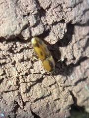 Aeolus mellillus