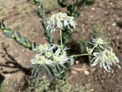 Euphorbia marginata