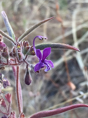 Trichostema laxum